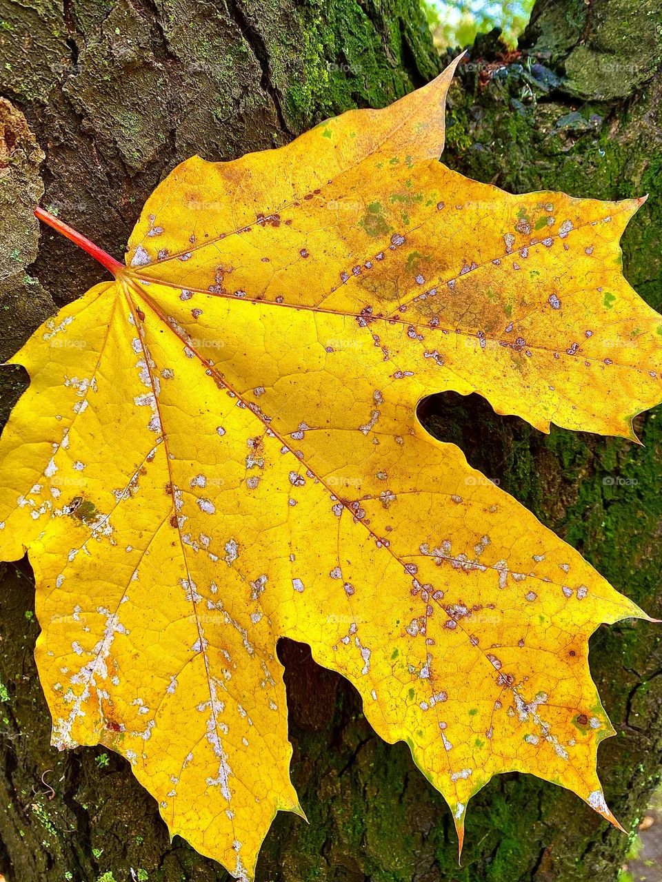 #leaf #wood
#branch # yellow
#autumn #