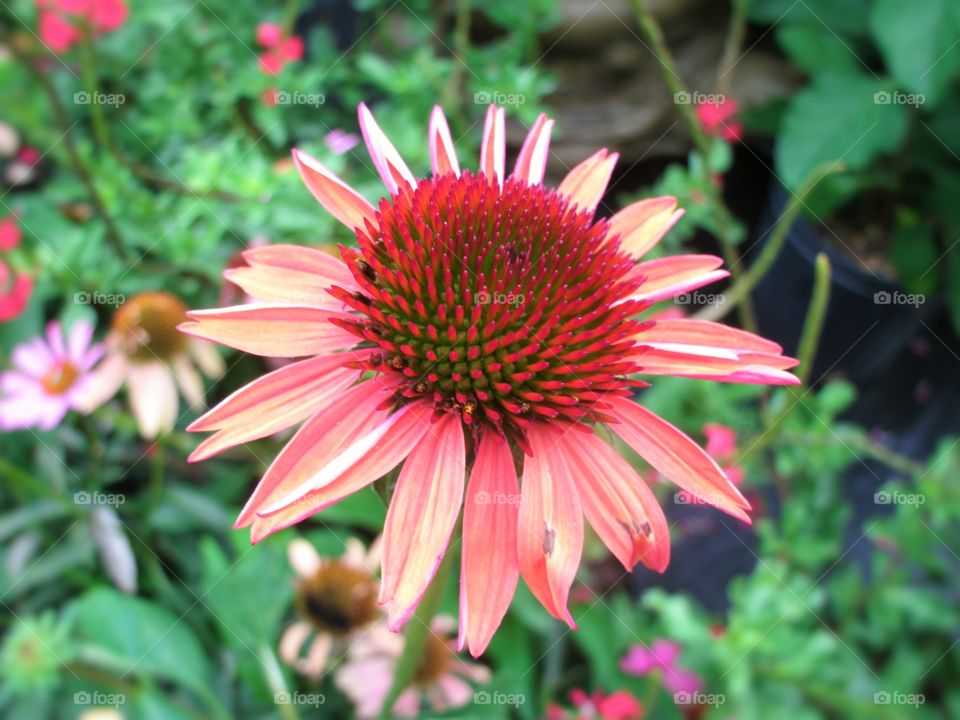 Coneflower 