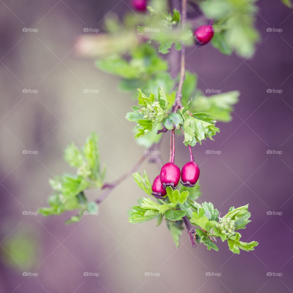 Nature, Leaf, Flower, Garden, Flora