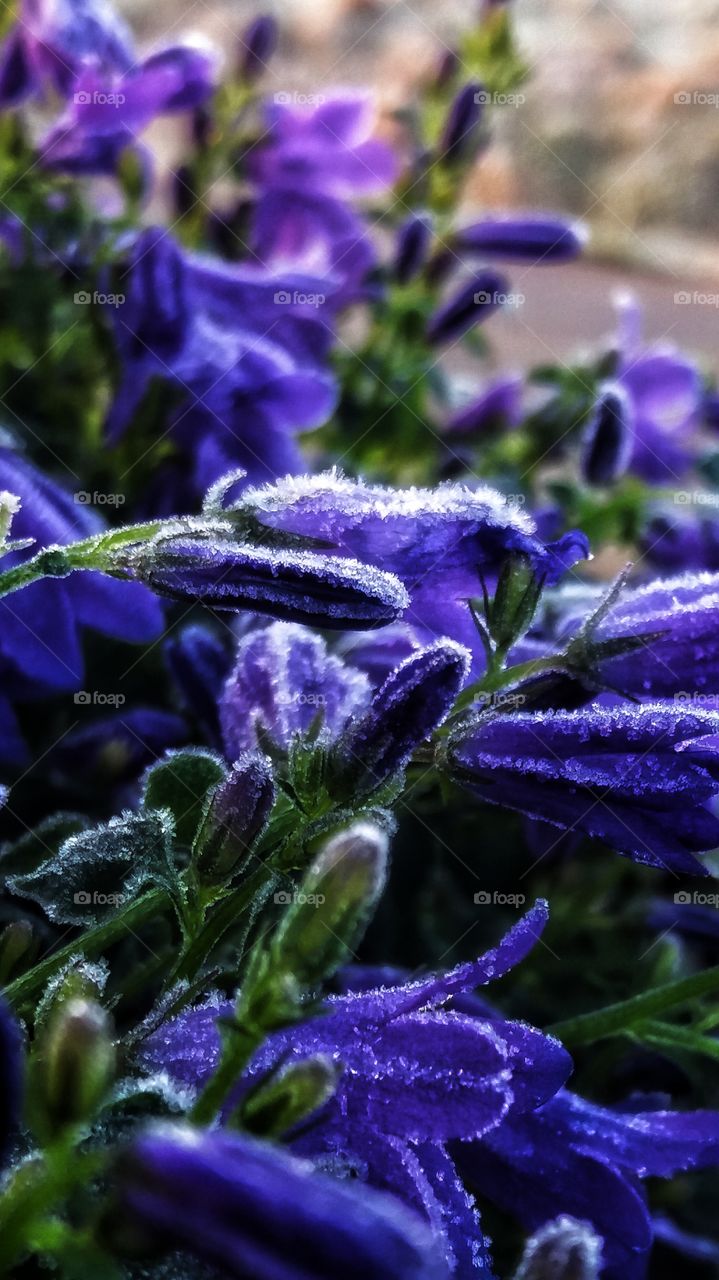 Lowangle Capture of frozen flowers on a morning walk