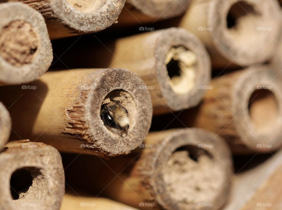 Newly hatched wild bee