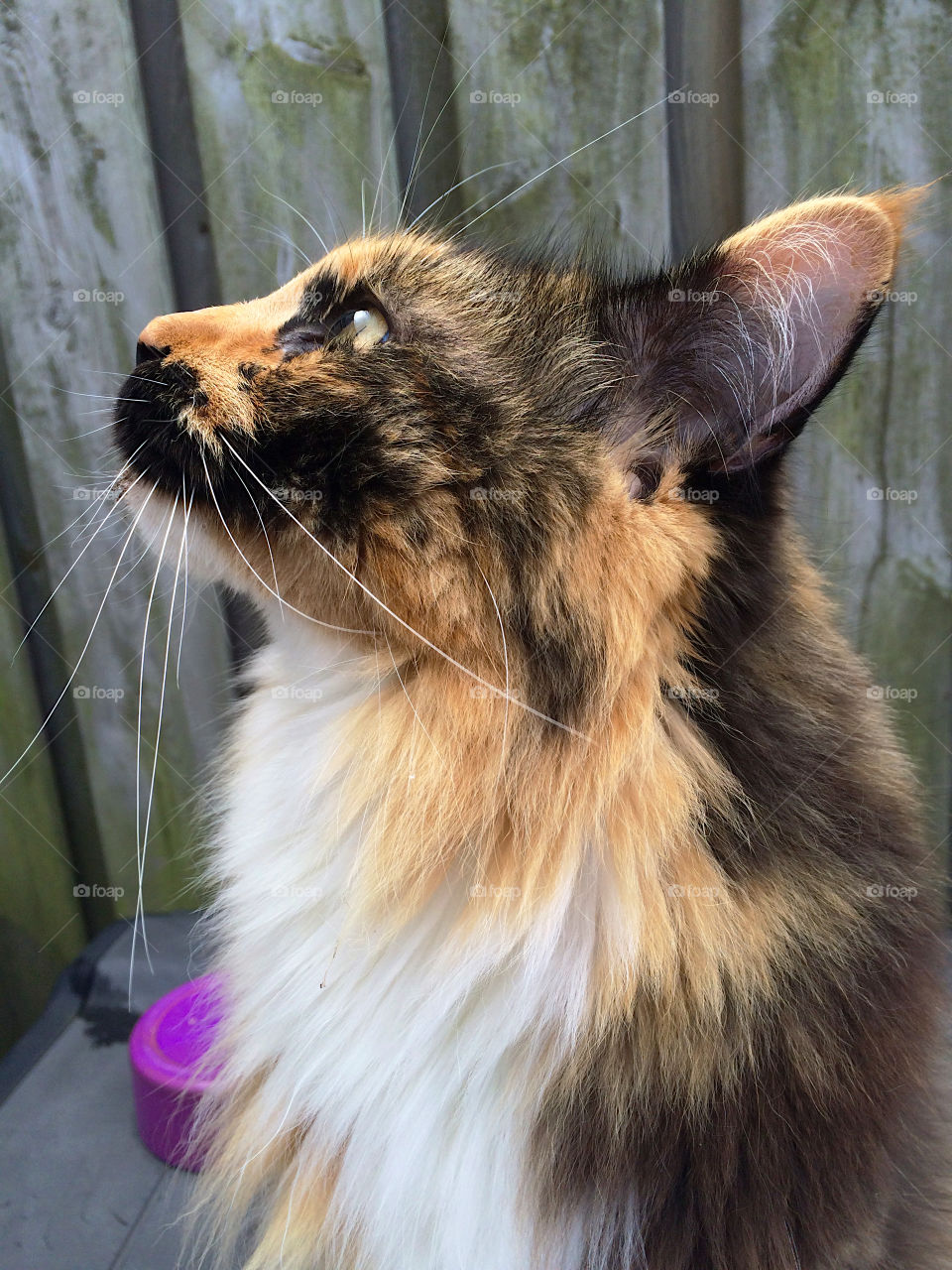 Looking at birds