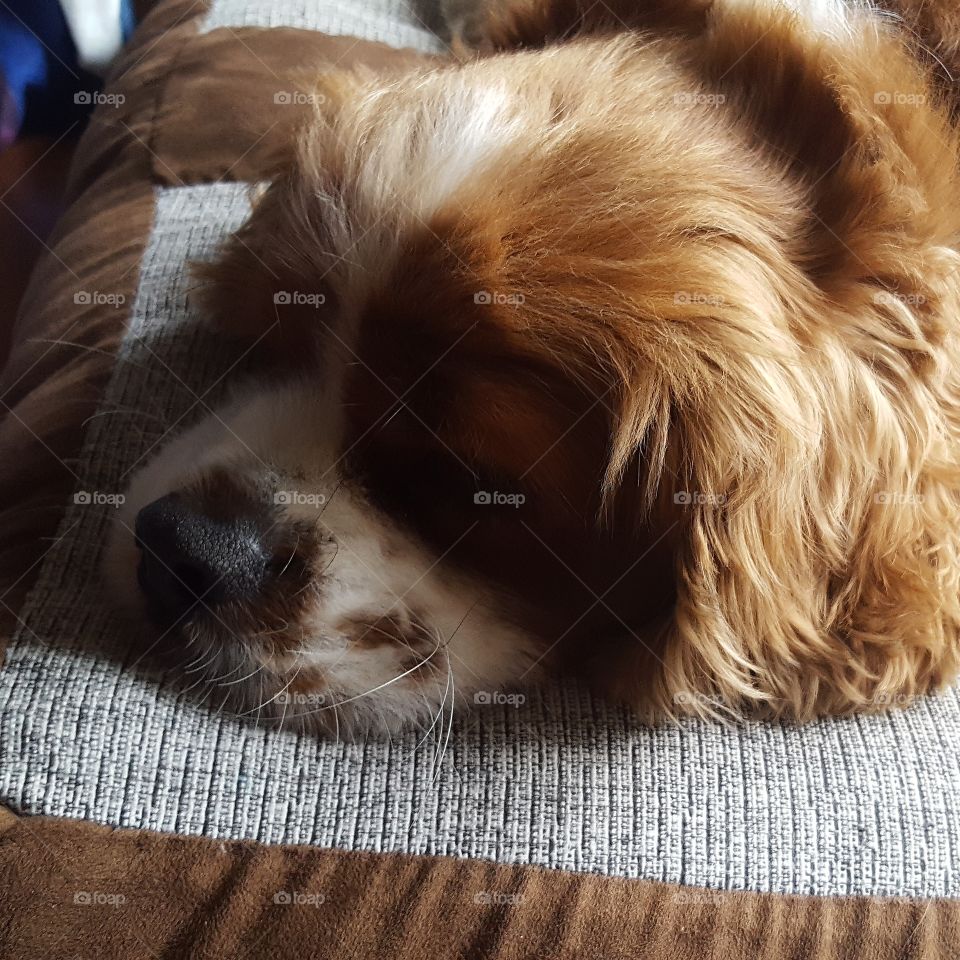 Sleeping King Charles cavalier