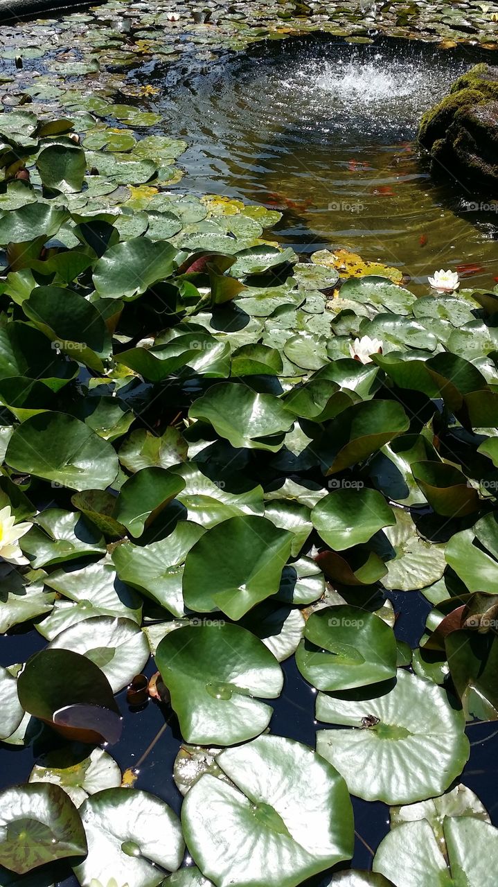 High angle view of water lily