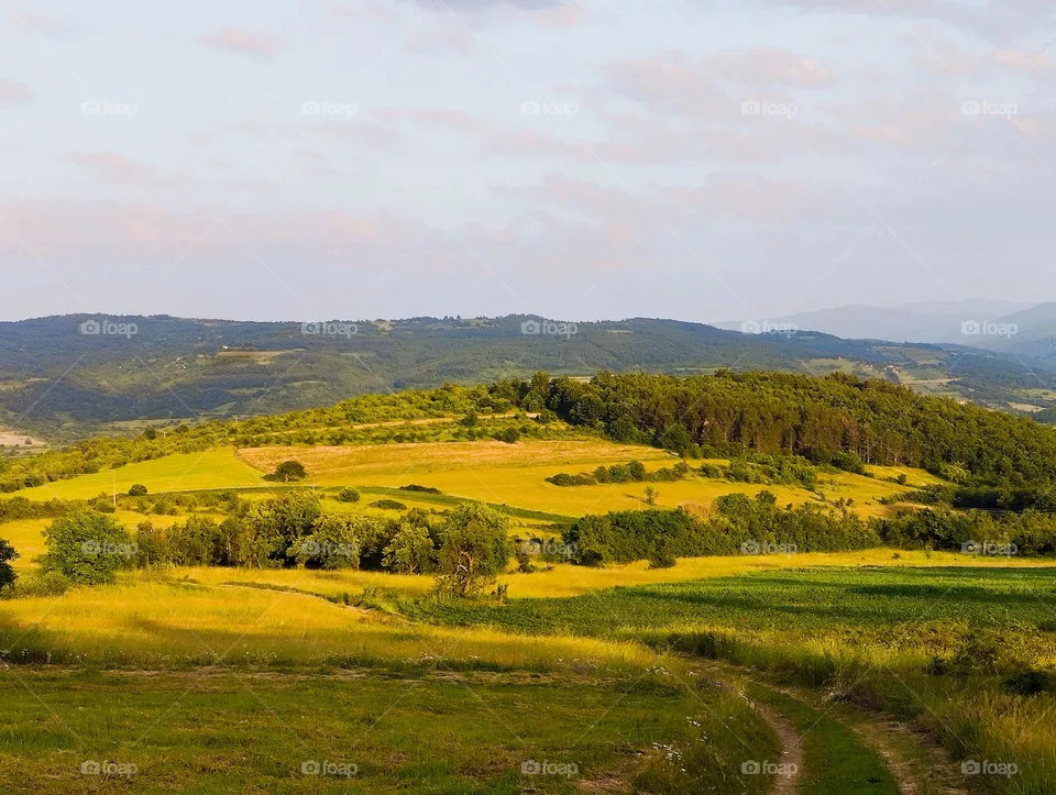 Fields