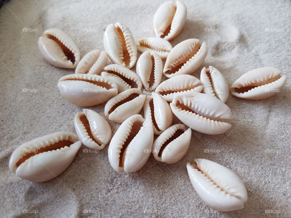 High angle view of seashells