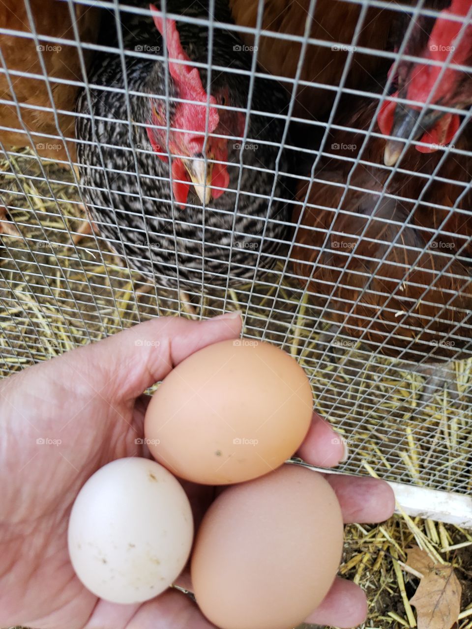 farm fresh eggs and hens