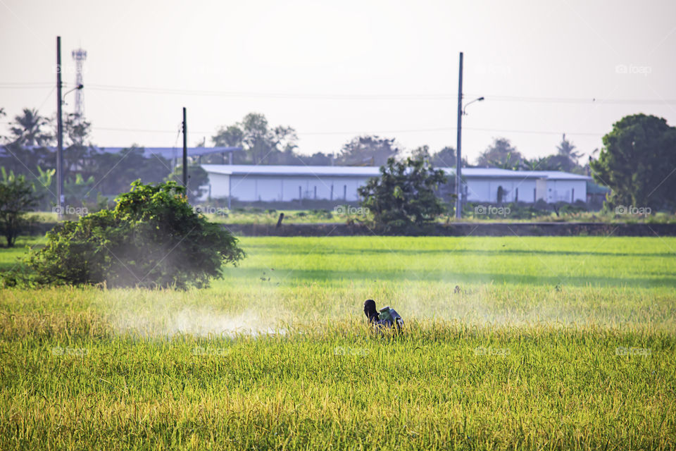 Farmers are spraying crops in a green field.