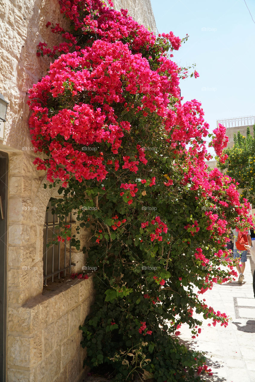 Flowers in Jerusalem