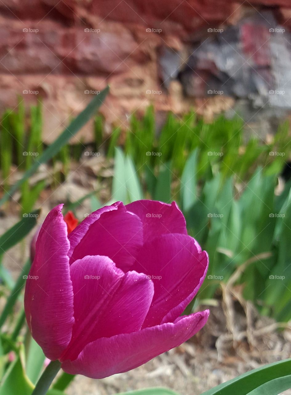 Flower, Nature, No Person, Flora, Leaf