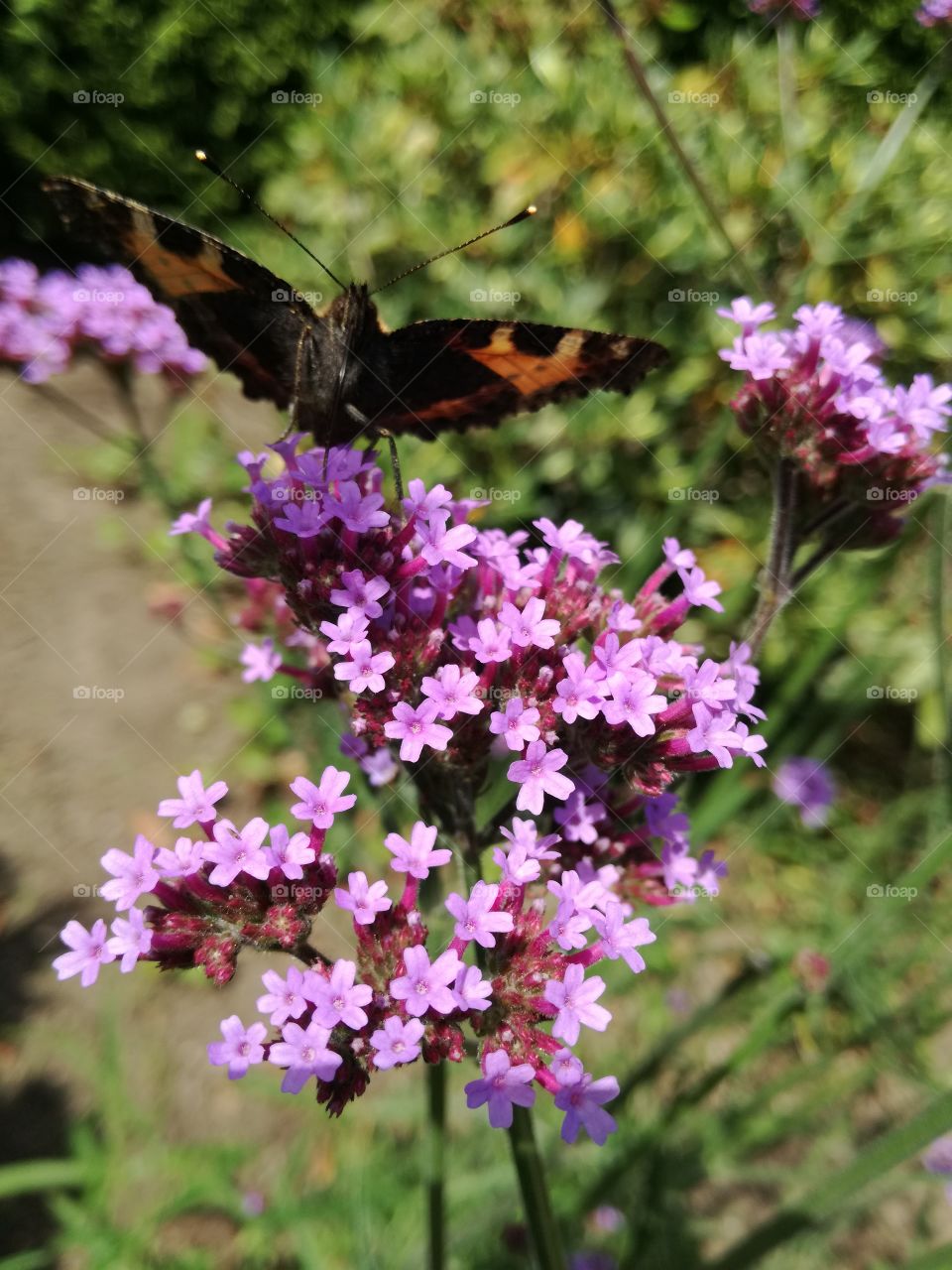 butterfly garden stand up