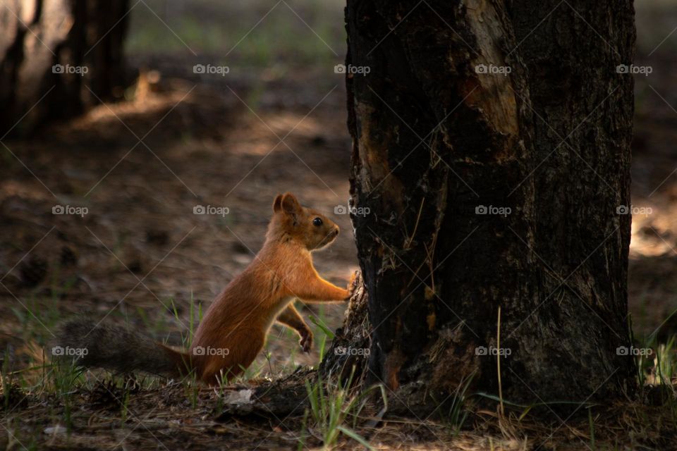 Squirrel is taking a rest in the park 