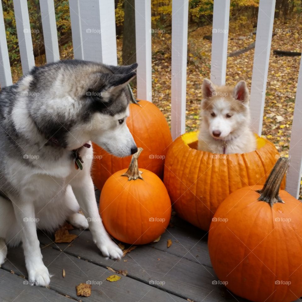 Autumn Huskies