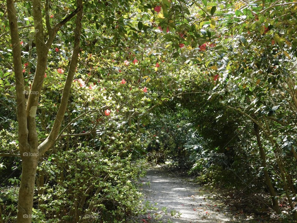 Springtime Azalea Tunnel over a Garden Path at Magnolia Plantation, near Charleston, SC