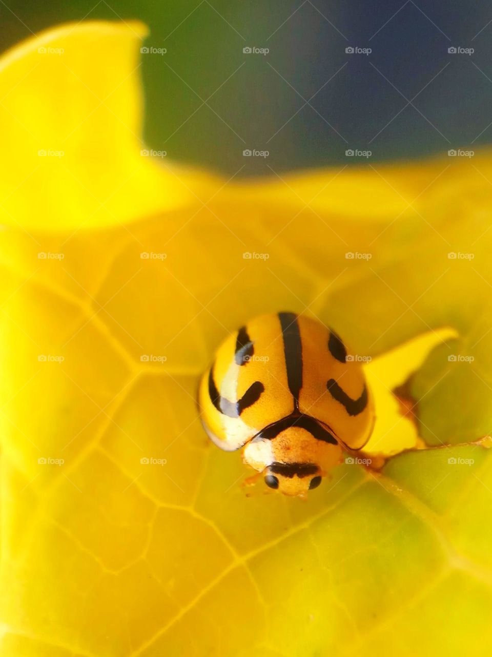 Yellow Ladybug