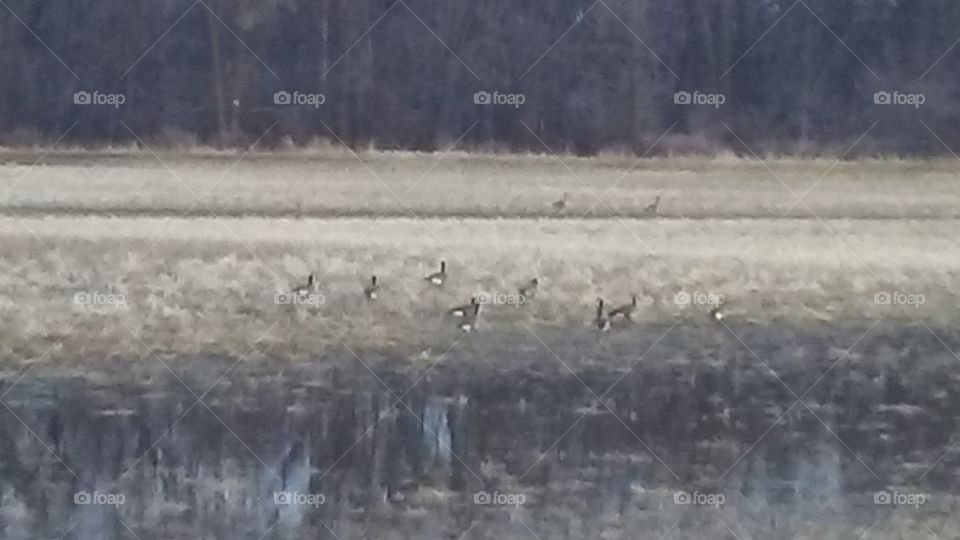 No Person, Bird, Winter, Water, Outdoors