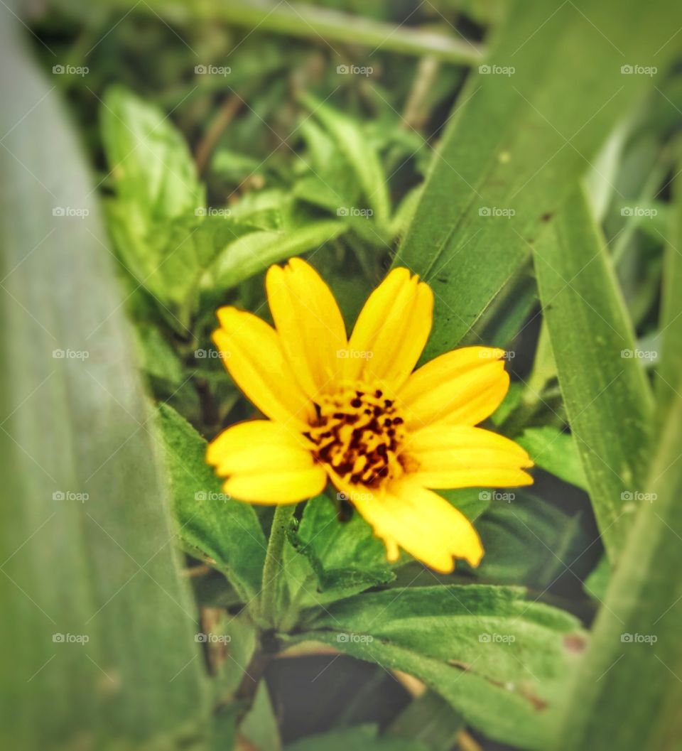 I am like an underground seed, I am waiting for the sign of spring

 --- Jalaluddin Rumi