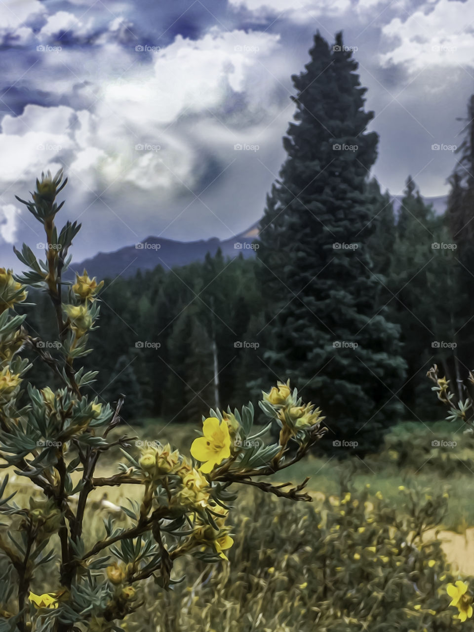 Nature in perspective 