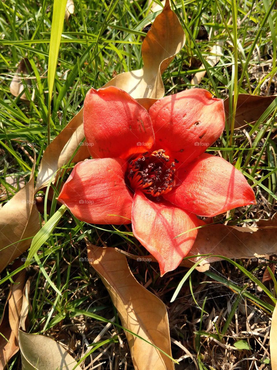 A falling flower of cotton tree that still beautiful, still bright, still lively, everyone likes it. so I took a photo for it.
