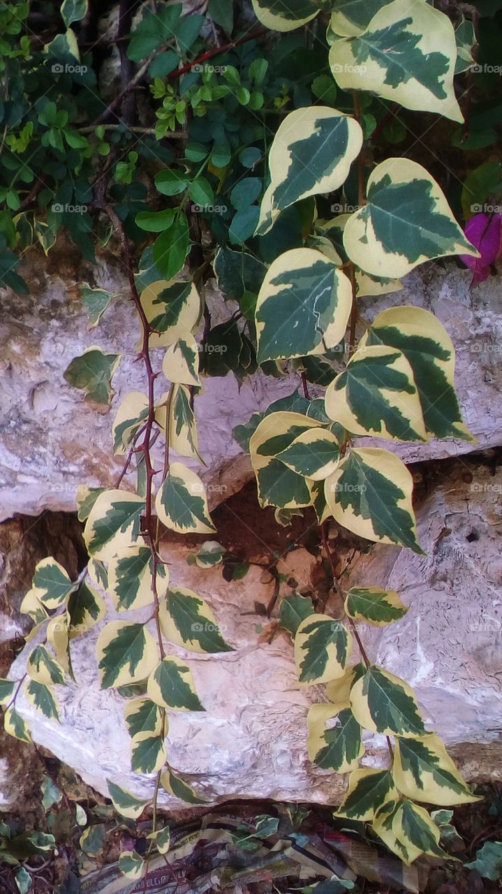 Tropical nature with beautiful leaves