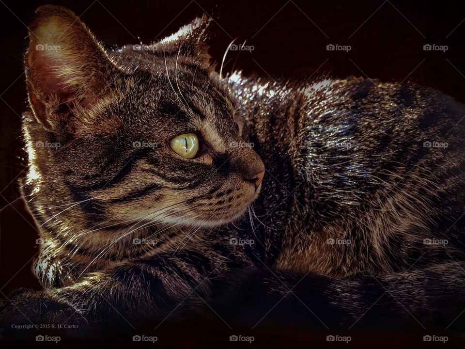 Close-up of a tabby cat