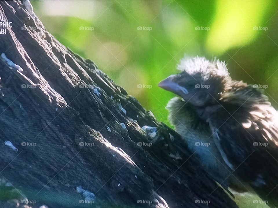 a little bird on a tree branch
