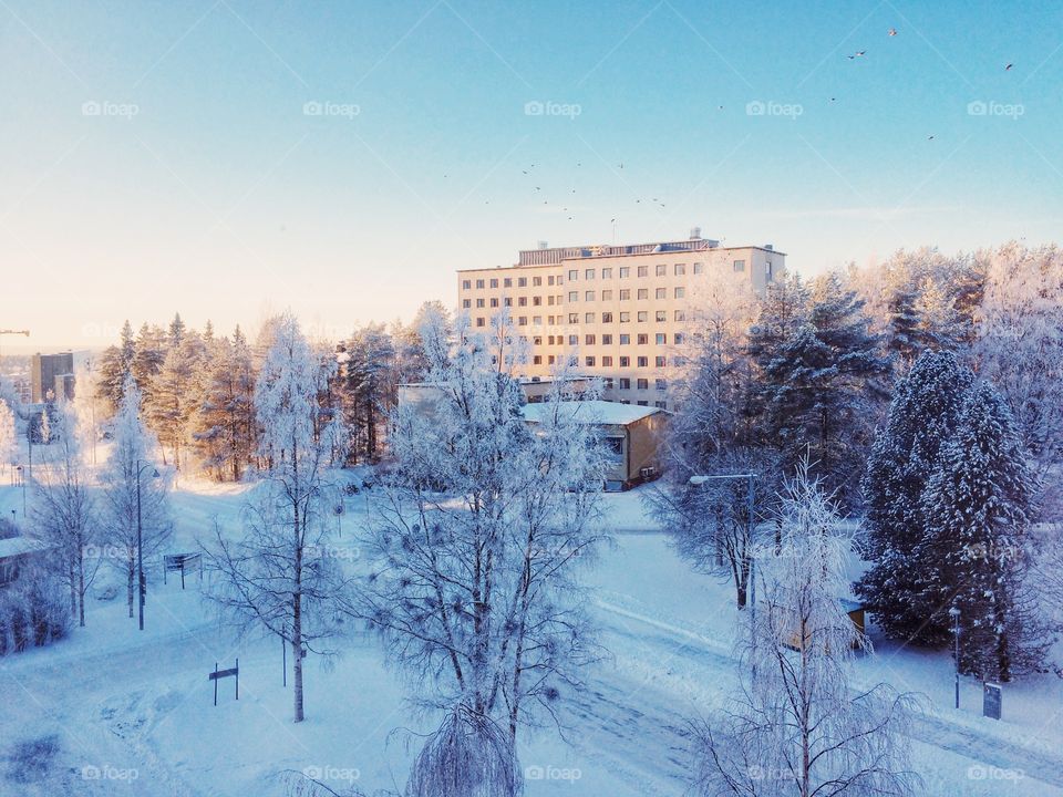 Winter, Snow, Cold, Frost, Tree