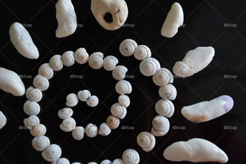 seashells beautiful shapes texture black background