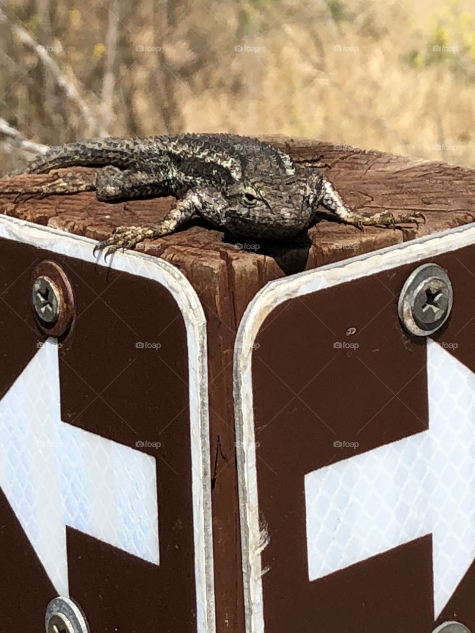 Lizard on trail post