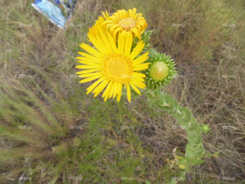 baby flower 2. This is a picture of some flowers 💐 that I saw while out riding my bike 🚲. 👣 🚶 🏃 🔥 💨