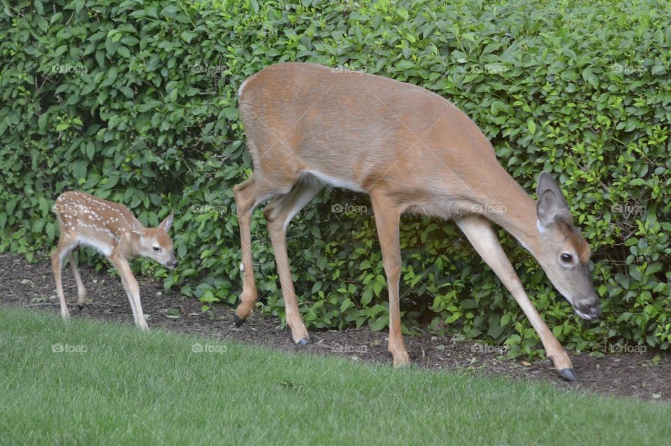 Doe and Fawn