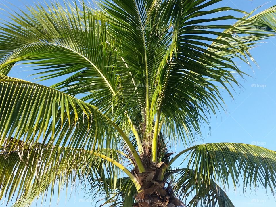 palm