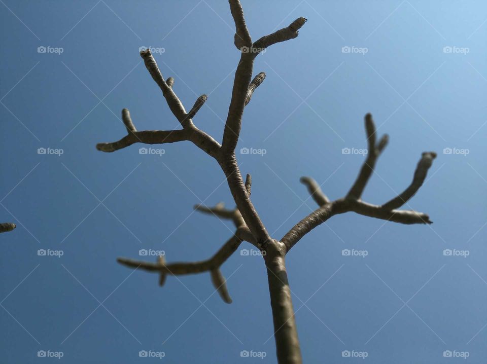 A leafless branch and a beautiful sky in background during summer season in India 2018