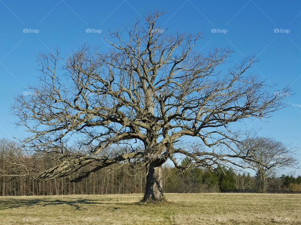 Tree, Landscape, Oak, No Person, Nature