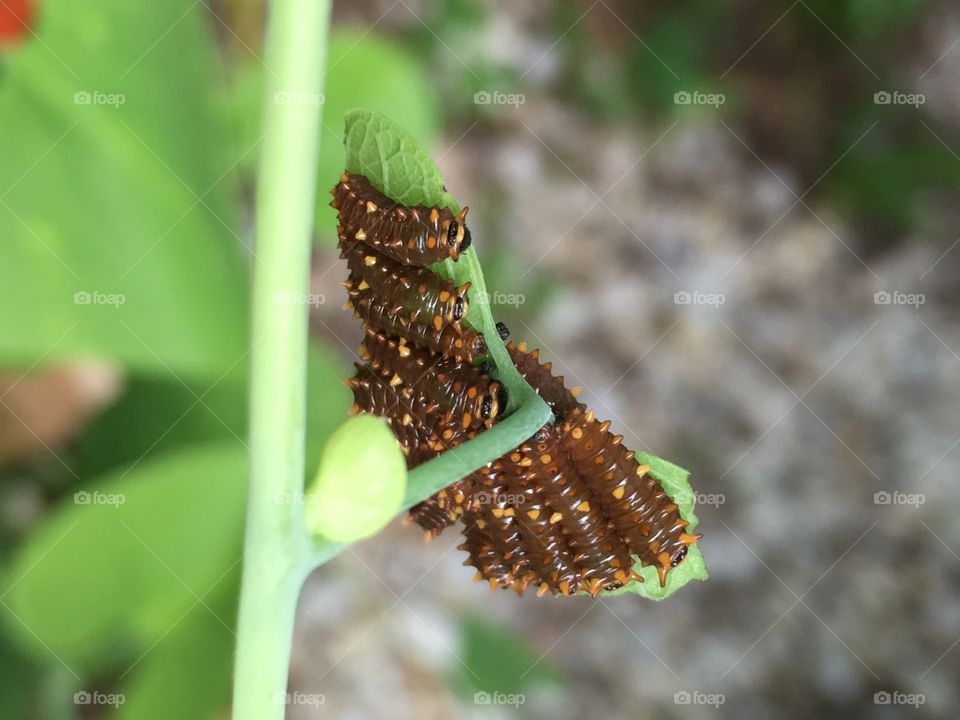 Baby caterpillars on a leaf