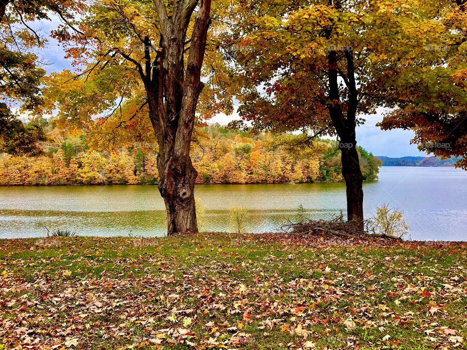 Autumn leaves on trees by a lake