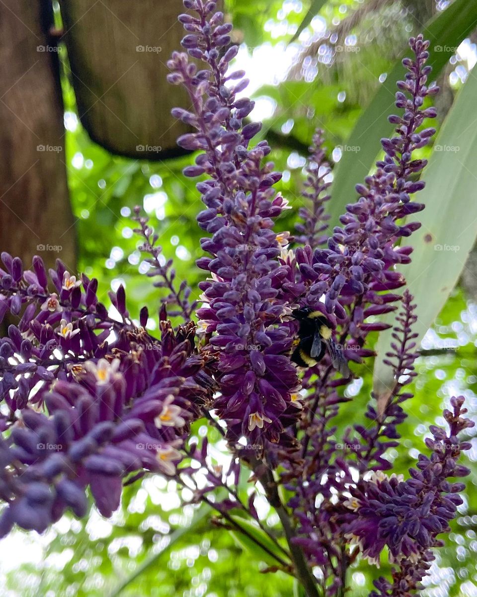 nature is purple