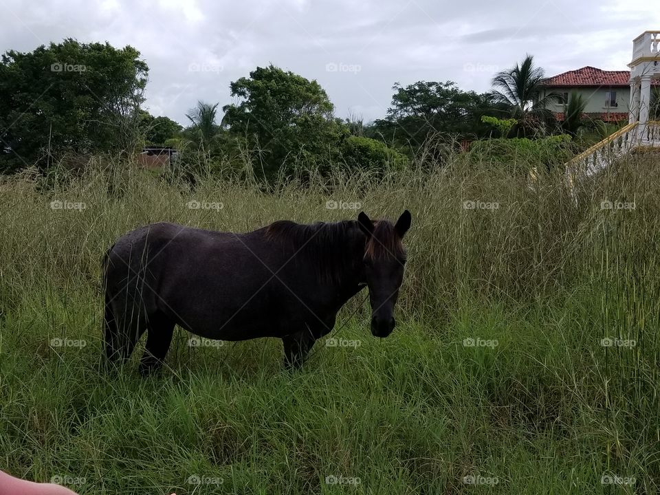 curious horse