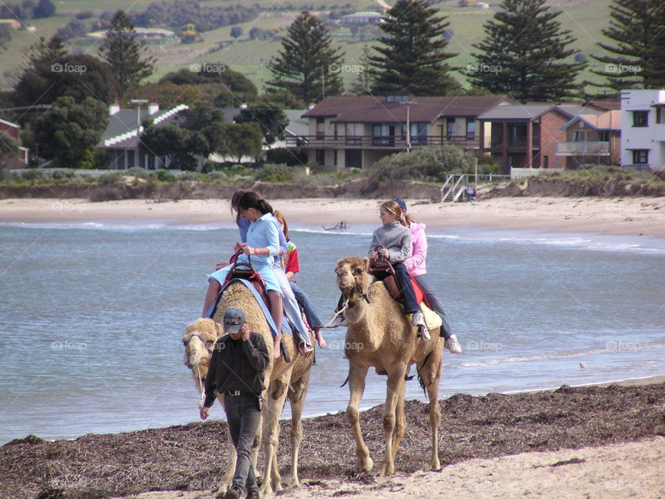 Riding a camel at Victor Harbor, South Australia.