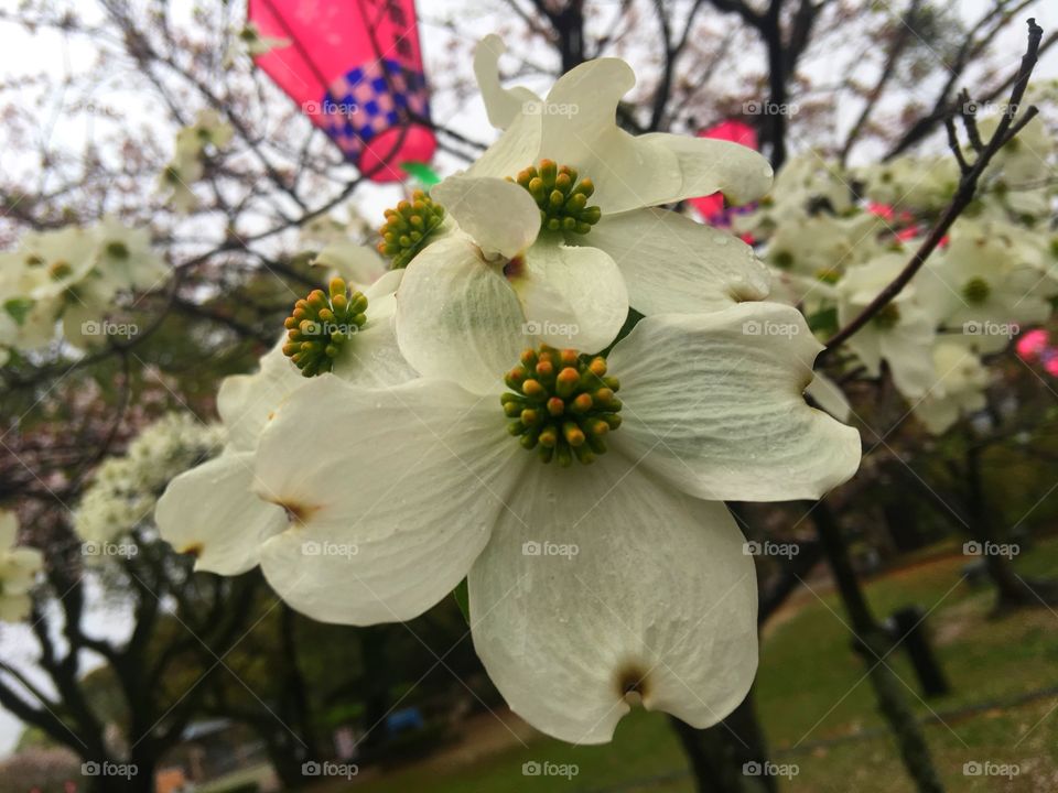 Sasebo japan 