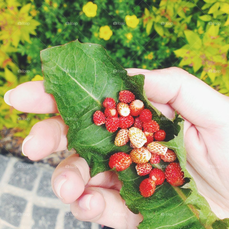 Hand holding leaf with wild strawberries