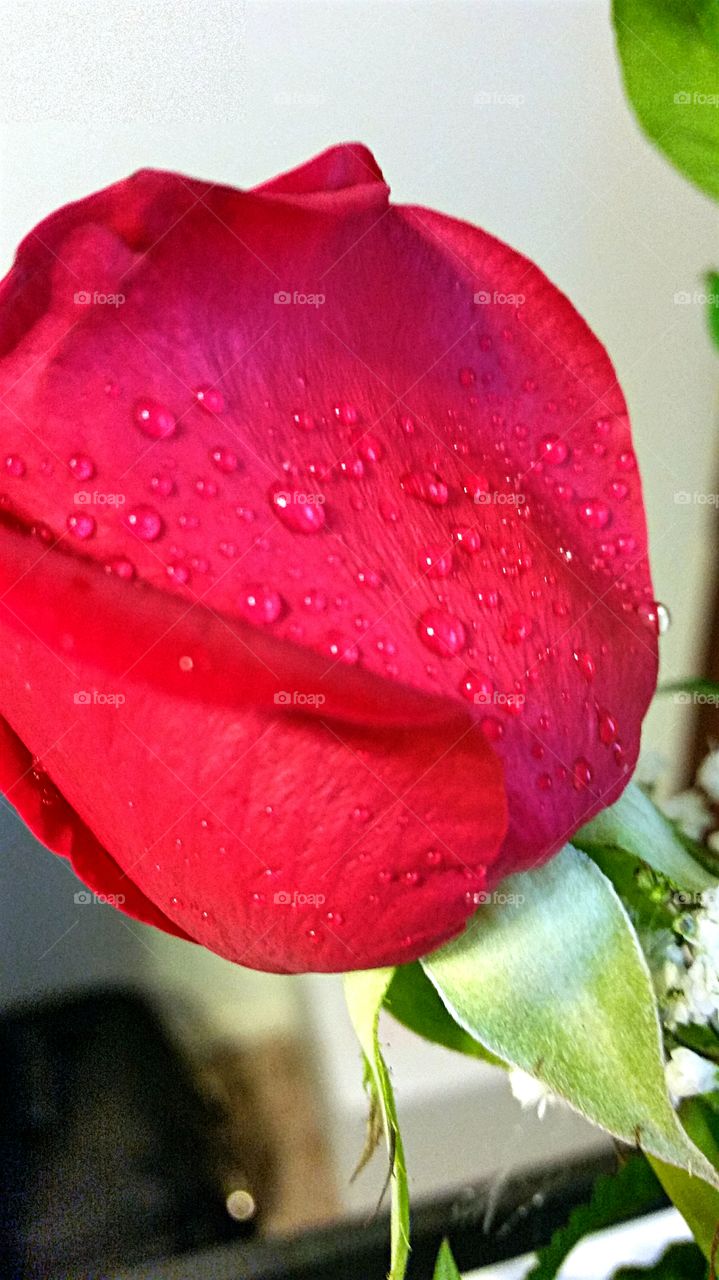 Red Rosebud