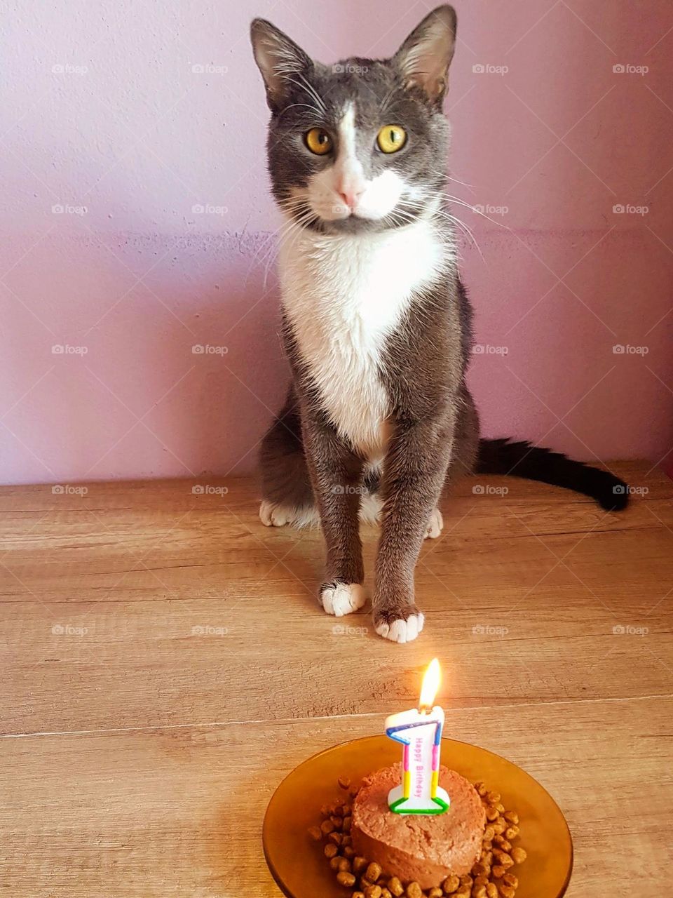 cat birthday