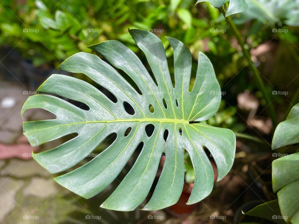Leaf