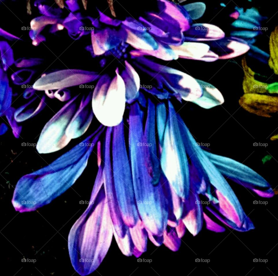 bells will be ringing. lighting effect