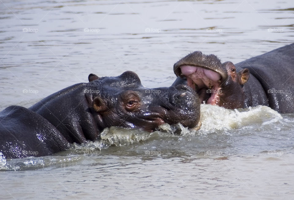 Hippos