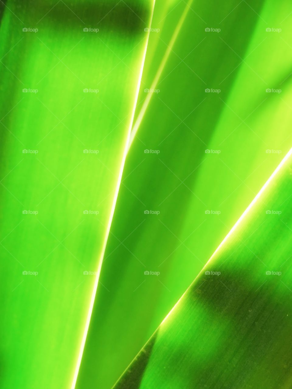 The leaves of the plants