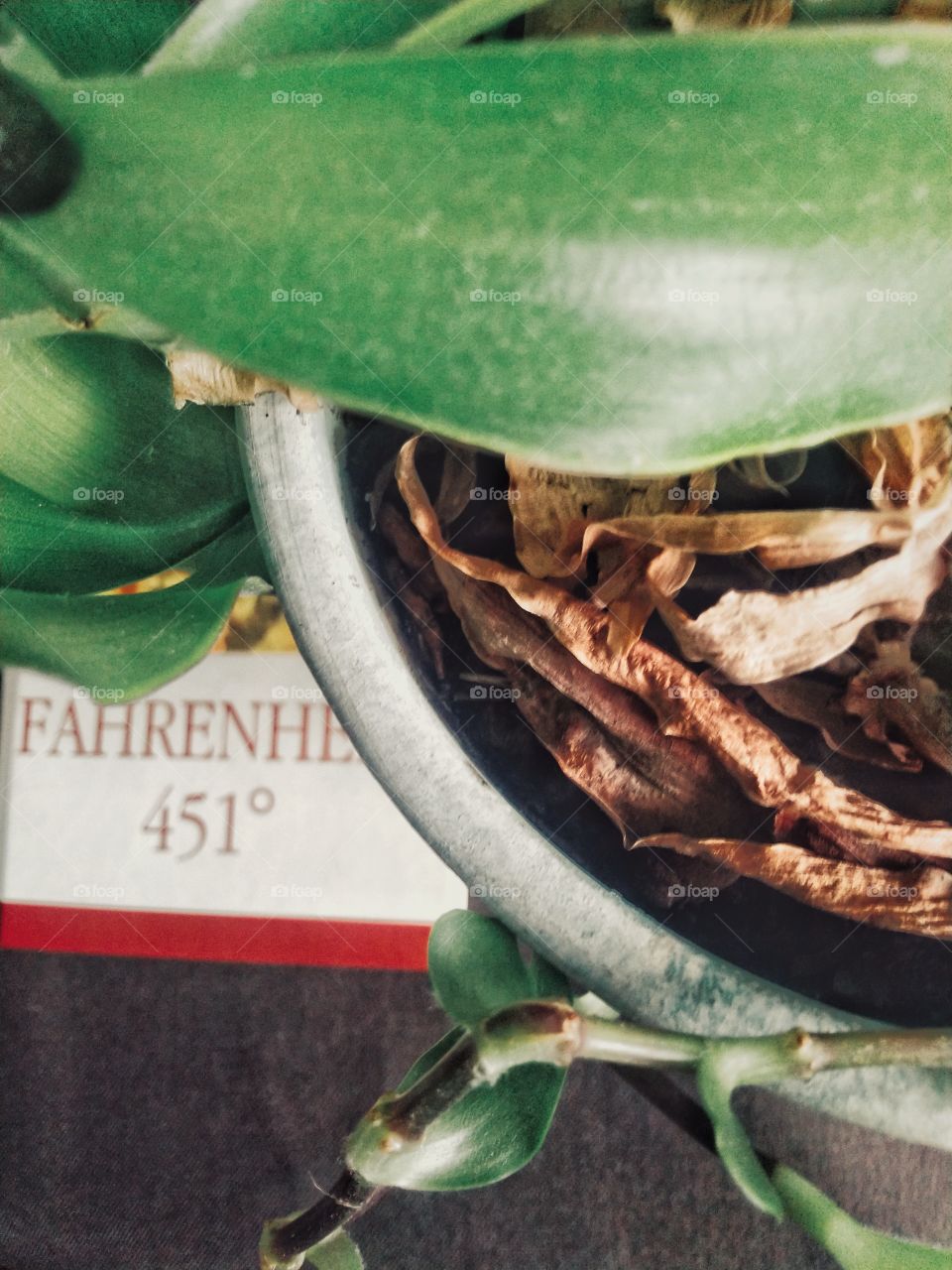 plant.fragrant callisia. book.