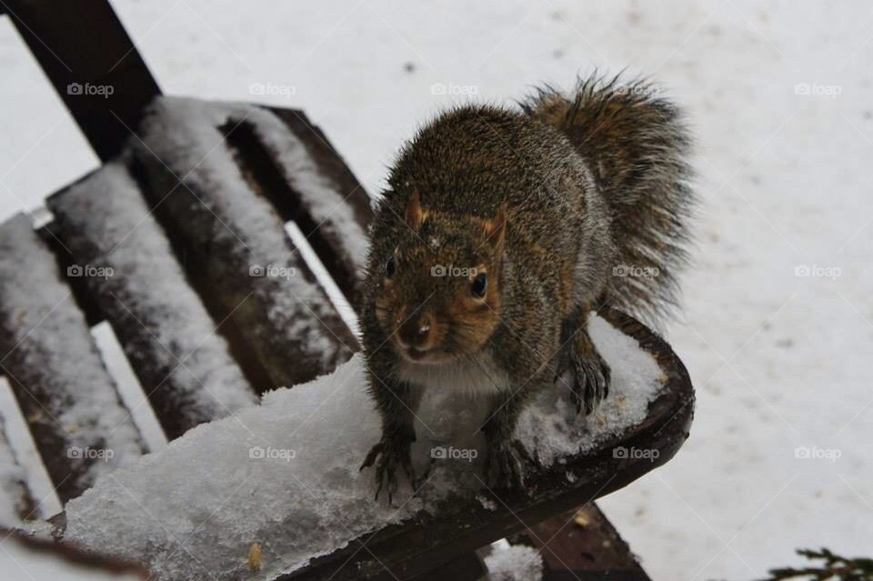 Birdseed Thief 