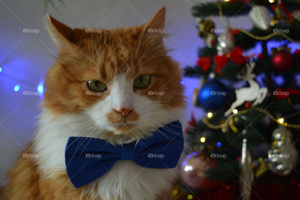 funny red cat pet in the blue bow tie and Christmas tree winter time